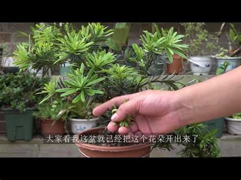 羅漢松開花風水|發掘羅漢松風水的奧秘：贈予居家和諧的綠意守護者